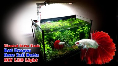 Setting Up a Planted Betta Tank for My Red Dragon Rose Tail Betta Fish | DIY Aquarium LED Light