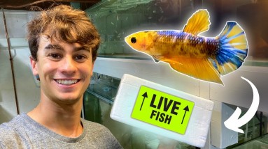 Unboxing New YELLOW HELLBOY Bettas!