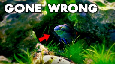 WORST START EVER!! – KRIB TANK FAILURE!! | MD Fish Tanks