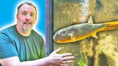 Wow! That’s A BIG Puffer.