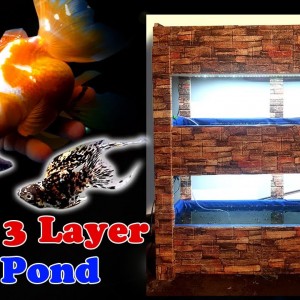 DIY: 3 Layer Fish Pond / Goldfish, King Mollies and Metal Black Lace Guppies