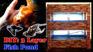 DIY: 3 Layer Fish Pond / Goldfish, King Mollies and Metal Black Lace Guppies