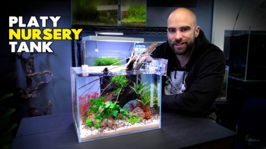 Aquascape Tutorial: Making A Baby Platy Nursery Aquarium (How To Step By Step Fish Tank Build Guide)