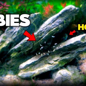 BABY FISH ARE LEAVING!! | MD Fish Tanks