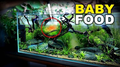 Baby Fish Have Food!! | MD Fish Tanks