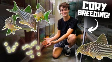 Breeding CORYDORAS For Profit! (Sterbai, Similis, Panda)