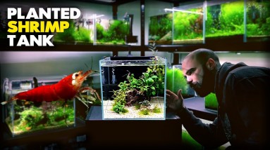 Aquascape Tutorial: SHRIMP CUBE AQUARIUM (How To Step by Step Planted Tank Guide) 18 Aquascape Tutorial: SHRIMP CUBE AQUARIUM (How To Step by Step Planted Tank Guide)