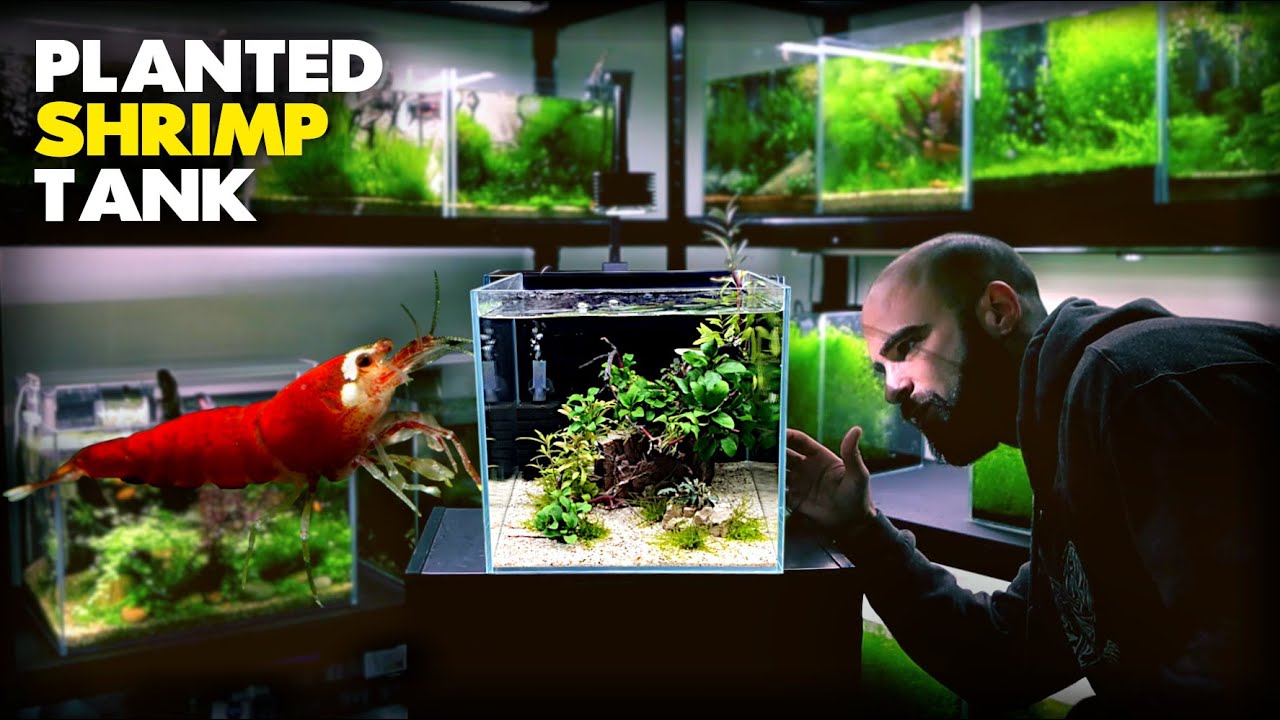 Image showcasing Aquascape Tutorial: SHRIMP CUBE AQUARIUM (How To Step By Step Planted ...
