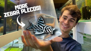 Getting MORE Zebra Plecos!
