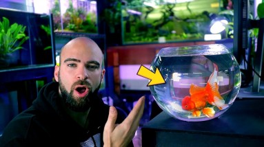 GOLDFISH BOWL | The Fish Room 6 GOLDFISH BOWL | The Fish Room