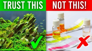 Is Your Fish Tank Really Cycled?