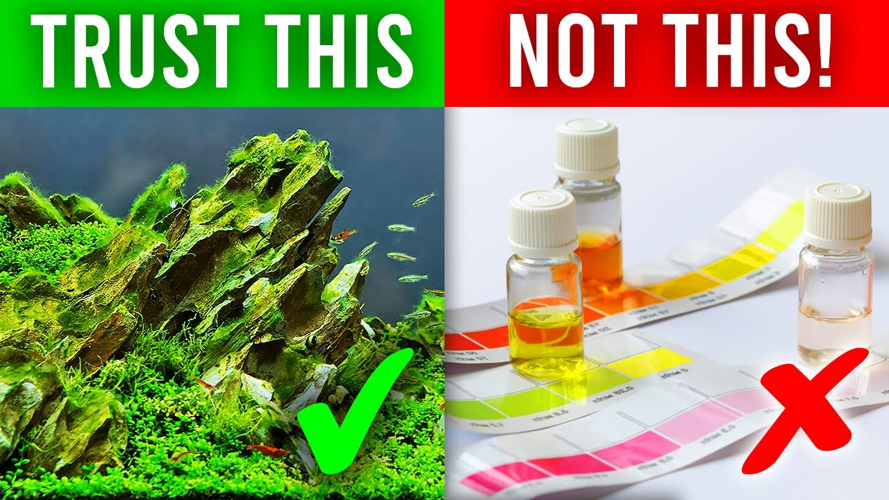 Snapshot of How To Tell A Fish Tank Is Cycled