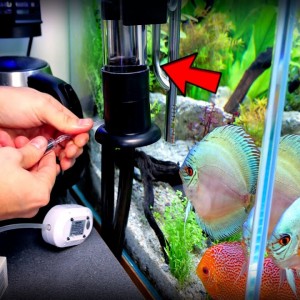 Sumfink In The Water... | MD Fish Tanks
