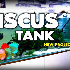 THE DISCUS TANK | 4ft Planted XL Discus Aquarium (EP1) | MD Fish Tanks