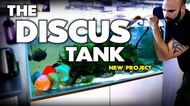 THE DISCUS TANK | 4ft Planted XL Discus Aquarium (EP1) | MD Fish Tanks