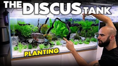 THE DISCUS TANK: Planting & Custom Lid (EP3) | MD Fish Tanks