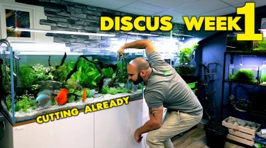 The DISCUS Tank! (WEEK 1) | Plans For TIMMY! | MD Fish Tanks