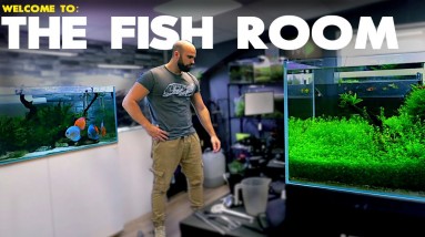 Welcome To The Fish Room | MD Fish Tanks 8 Welcome To The Fish Room | MD Fish Tanks