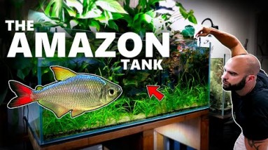 4ft Amazon Aquarium: Bigger Fish, 6 months Update | MD Fish Tanks