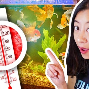 5 Simple Tricks to COOL Aquarium Water