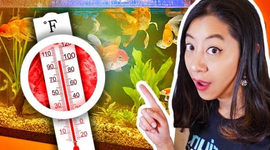 5 Simple Tricks to COOL Aquarium Water