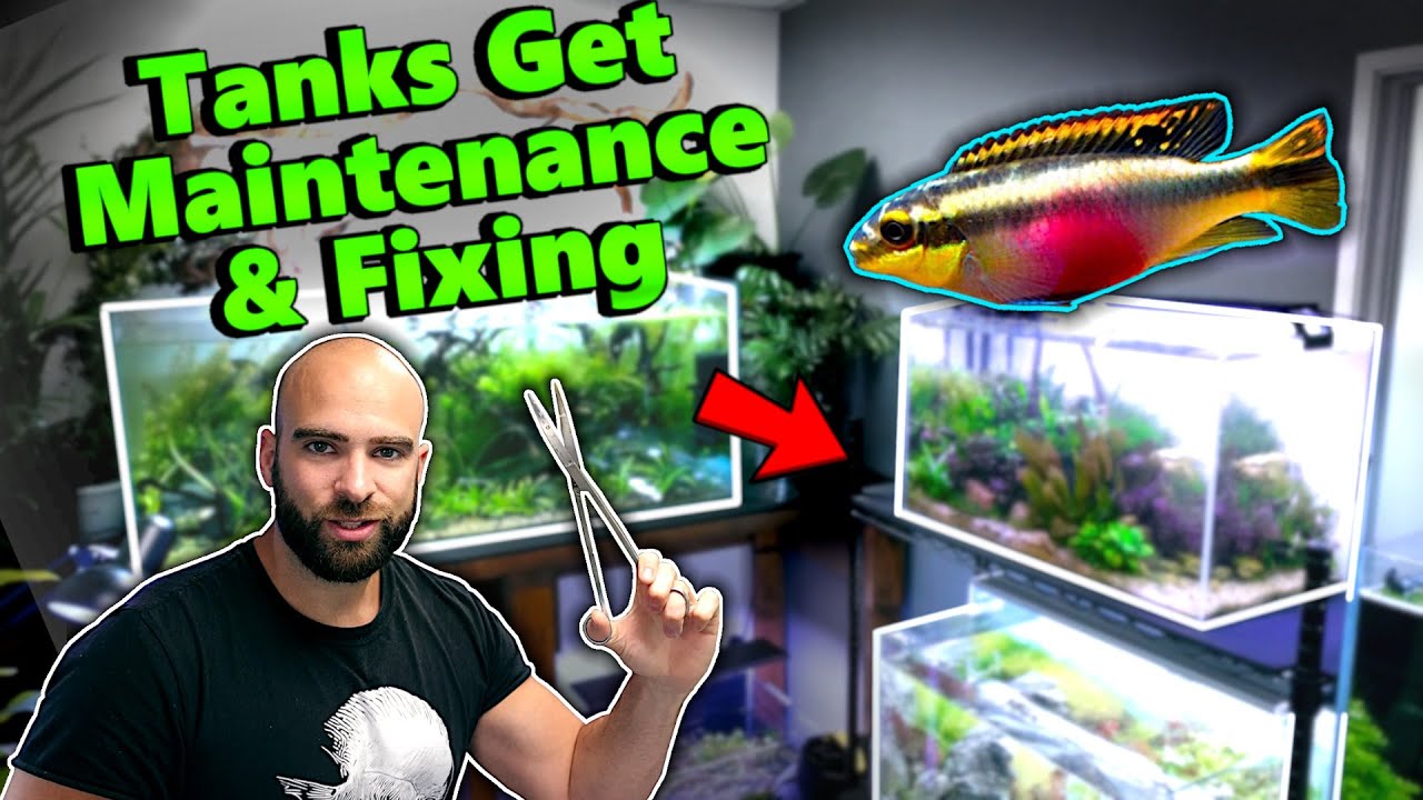 Image showcasing AQUARIUM UPDATES!! Maintenance, Trimming, Planting & FISH!! | MD Fish Tanks