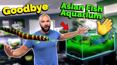 Breaking Down My Asian Fish Aquarium! (BIG NEW PROJECT!!) 6 Breaking Down My Asian Fish Aquarium! (BIG NEW PROJECT!!)