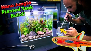 Building a Nano Jungle Planted Aquarium for Chili Rasbora!