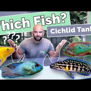Choosing Fish For 4ft Cichlid Aquarium (Can't Decide!!)