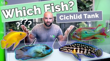 Choosing Fish For 4ft Cichlid Aquarium (Can't Decide!!)