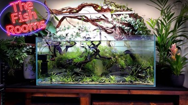 ECOSYSTEM READY FOR PREDATORS! | The Fish Rooms 002 10 ECOSYSTEM READY FOR PREDATORS! | The Fish Rooms 002