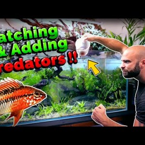 Adding NEW PREDATORS to Ecosystem Aquarium! (need to catch first!! ðŸ¤£)