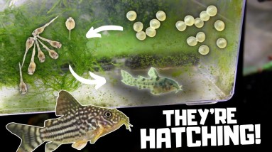 Hatching the Sterbai Corydoras Eggs!