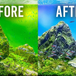 HOW TO Choose the Best Filter to Keep Your Aquarium Clean