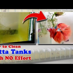 How to Clean Betta Tanks with NO Effort | Betta Barracks Update