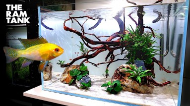 Aquascape Tutorial: GOLD RAM CICHLID Aquarium (How To Step By Step Planted Tank Guide)