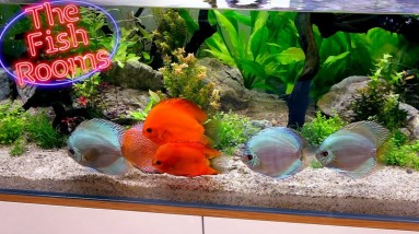 PLANTED DISCUS SETUP & NEW TANK SYNDROME | The Fish Rooms | MD Fish Tanks 8 PLANTED DISCUS SETUP & NEW TANK SYNDROME | The Fish Rooms | MD Fish Tanks