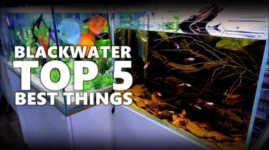 Should You Make A Blackwater Aquarium? Top 5 Things | MD Fish Tanks