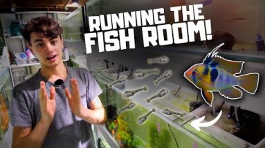 What It's Like Running the Fish Room!