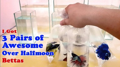 3 Pairs of Awesome Over Halfmoon Bettas | From Thailand Breeder