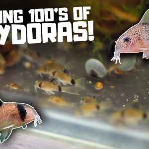 Breeding HUNDREDS of Corydoras in the Fish Room!