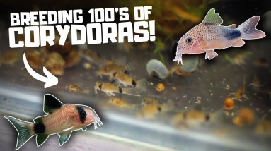 Breeding HUNDREDS of Corydoras in the Fish Room!