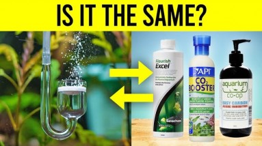 Should YOU Be Using Liquid Carbon in Your Aquarium?