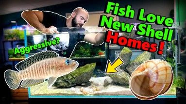 LAKE CICHLID FISH: NEW SHELL HOMES!! (TERRITORY)