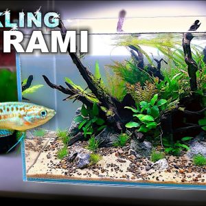 Aquascape Tutorial: SPARKLING GOURAMI Aquarium (How To: Step By Step Planted Tank Build Guide)