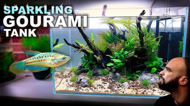 Aquascape Tutorial: SPARKLING GOURAMI Aquarium (How To: Step By Step Planted Tank Build Guide) 4 Aquascape Tutorial: SPARKLING GOURAMI Aquarium (How To: Step By Step Planted Tank Build Guide)
