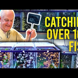 Selling Hundreds of Fish - Day in the Life of a Master Breeder!