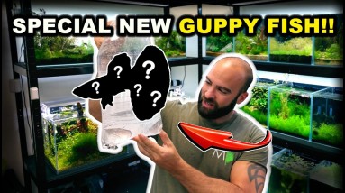 SPECIAL GUPPY & CORY FISH ADDED TO FISH ROOM!! (NEW PROJECT)