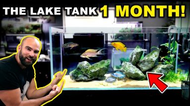 THE LAKE TANK AFTER 1 MONTH!! (KRIB BABIES)