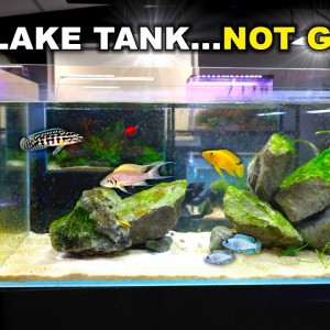 THE LAKE TANK AFTER 2 WEEKS!! (HUGE MESS)